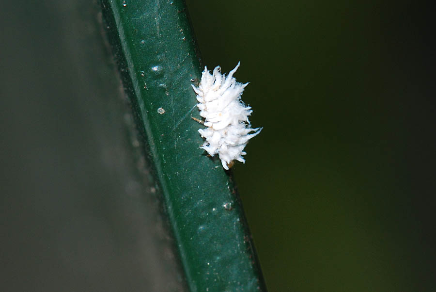 Ninfa di Metcalfa pruinosa?.....non proprio